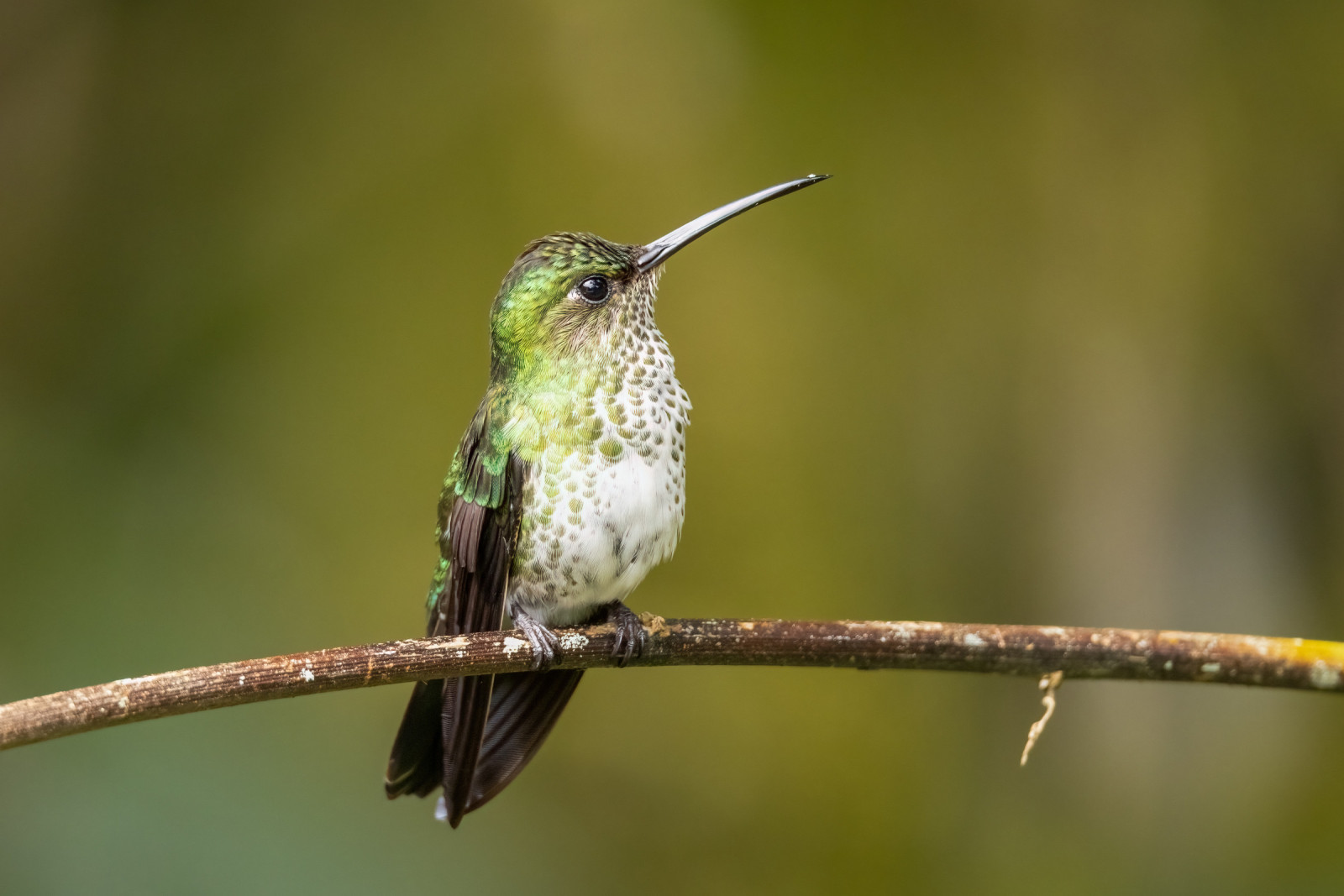 image Many-spotted Hummingbird